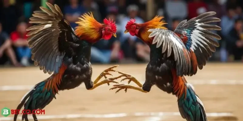 Bí quyết cá cược hiệu quả, tối ưu lợi nhuận tại BBET