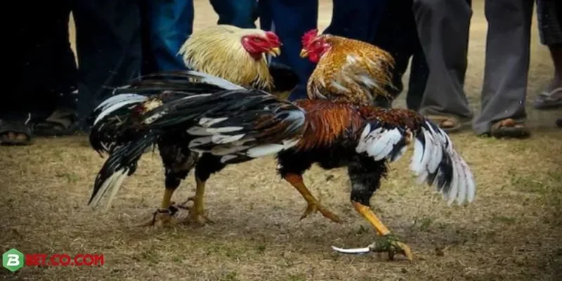 Đá gà cựa đao BBET – trực tiếp sắc nét, cược minh bạch