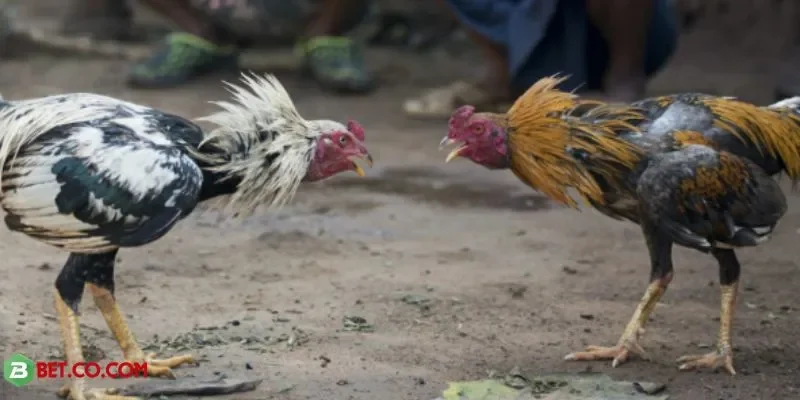 Đá gà cựa sắt BBET – Trực tiếp kịch tính, thắng lớn ngay