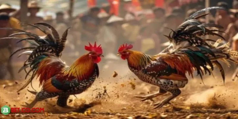 Khoảnh khắc nảy lửa cùng chiến kê đỉnh cao tại BBET