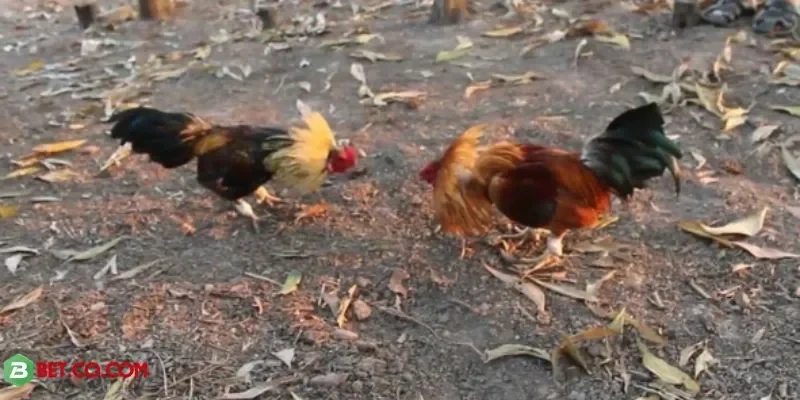 Soi kèo chiến kê chuẩn xác, tối ưu cơ hội thắng lớn tại BBET