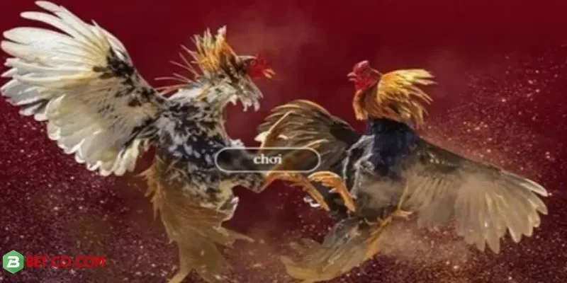 Tham gia sảnh đá gà BBET, cá cược minh bạch an toàn