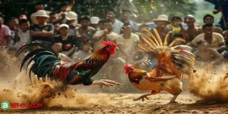 Trải nghiệm đá gà Thomo tại BBET, kịch tính và cơ hội thắng lớn