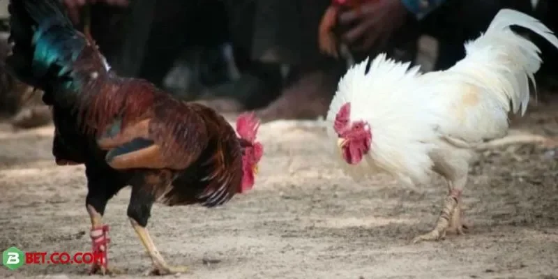 Trải nghiệm kịch tính, tỷ lệ thắng cao, an toàn tuyệt đối tại BBET