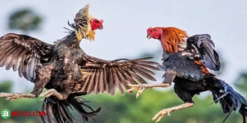 Tỷ lệ cược hấp dẫn, luật chơi minh bạch tại BBET uy tín